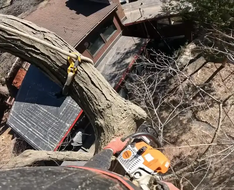Tree removal services in Brick NJ