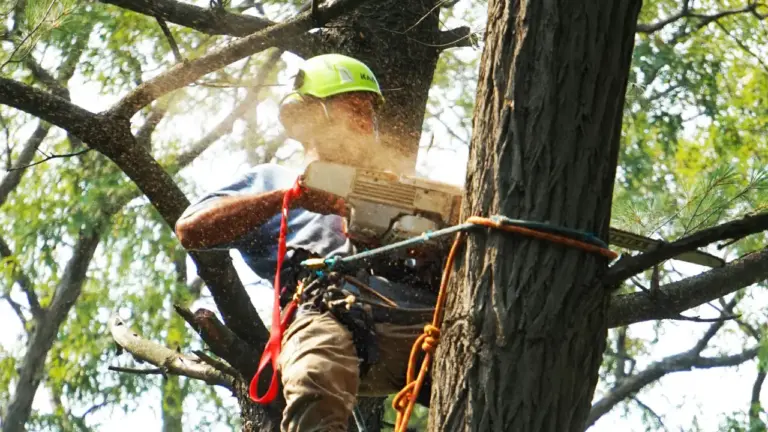 Tree service hiring
