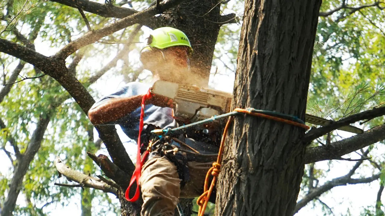 Tree service hiring